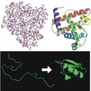 Protein-Folding-300x300